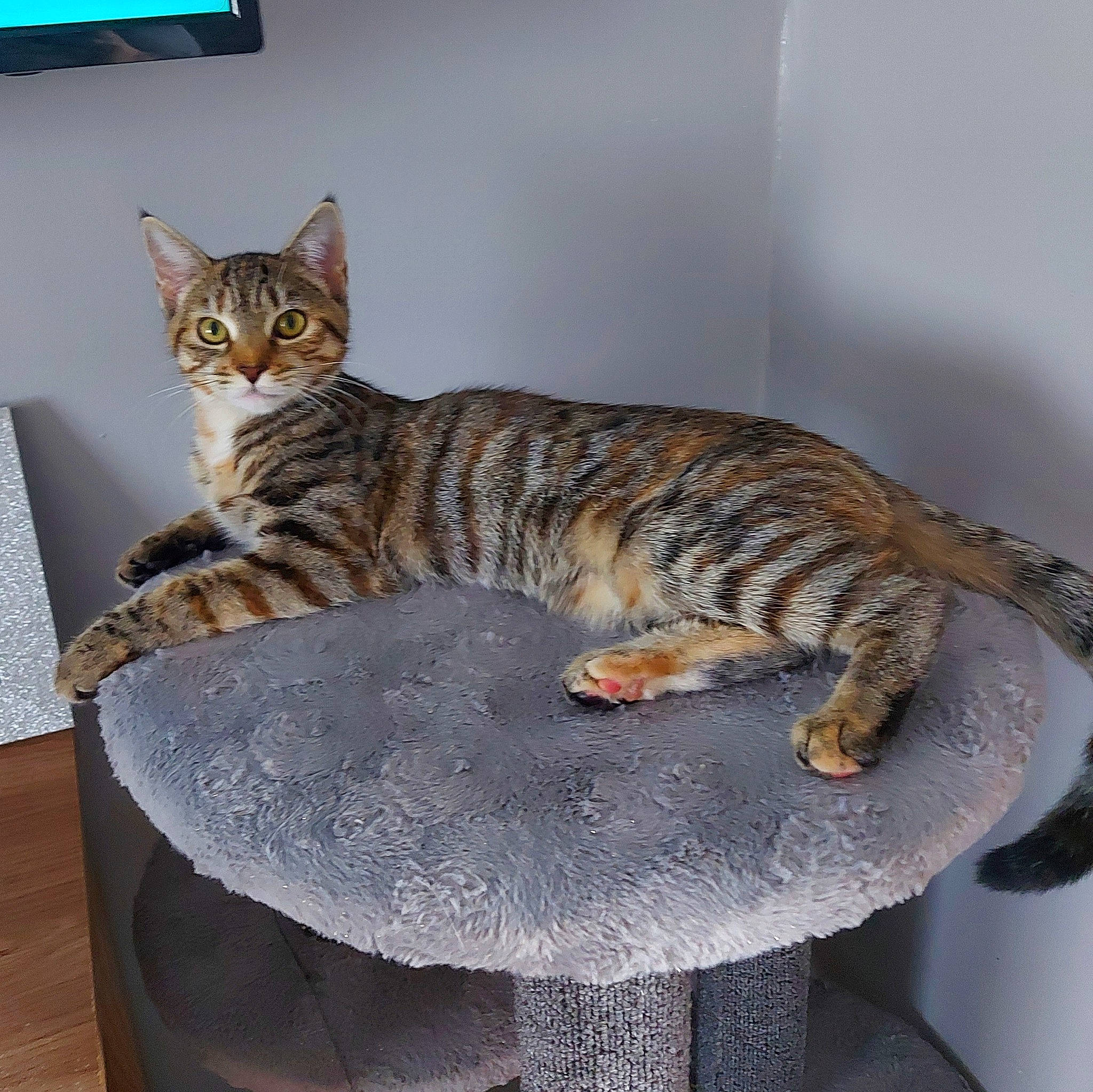 Squirrel is registered to the contest to win money with this photo: carnivore, cat, cat_supply, domestic_short_haired_cat, felidae, fur, paw, pet_supply, sitting, small_to_medium_sized_cats, snout, tail, terrestrial_animal, whiskers, window, wood