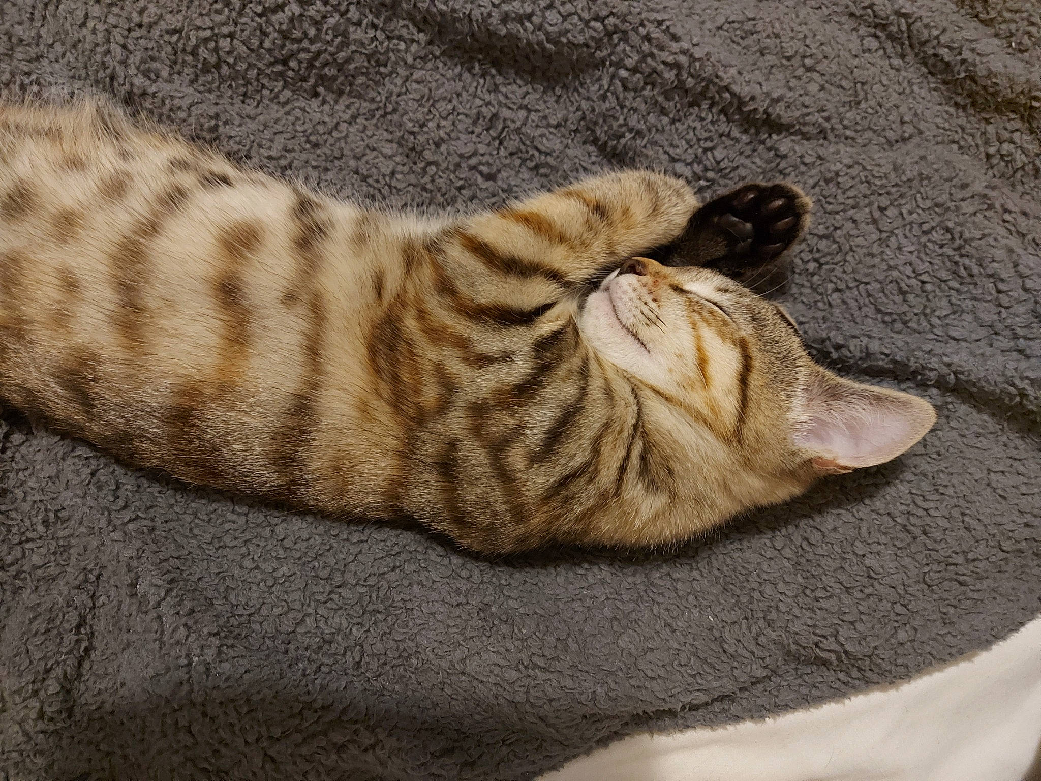 Squirrel joined the competition — help win amazing prizes! carnivore, cat, cat_bed, comfort, domestic_short_haired_cat, fawn, felidae, foot, fur, nap, pattern, paw, sleep, small_to_medium_sized_cats, snout, tail, terrestrial_animal, whiskers, wildlife, wood