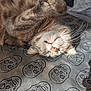 cat, tabby, upside_down, relaxed, whiskers, fur, pattern, skull_design, sunlight, indoor, pet, cute, animal, closeup, sleepy, soft_light, texture, nose, paw, feline