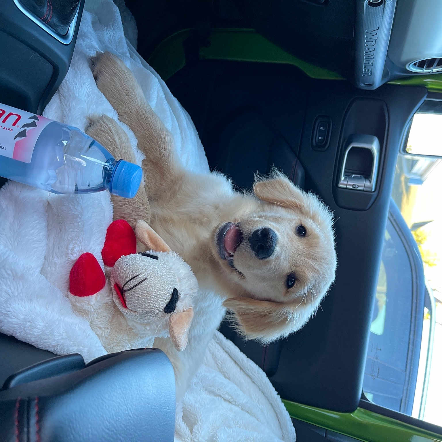 Peanut joined the competition — help win amazing prizes! automotive_exterior, automotive_mirror, automotive_window_part, car_seat, car_seat_cover, carnivore, companion_dog, dog, dog_breed, fixture, glass, motor_vehicle, plush, rear_view_mirror, snout, stuffed_toy, toy, vehicle_door, vertebrate, windshield