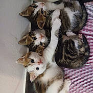 Le Trio participe au concours pour gagner de l'argent avec cette photo : adorable, animal, cat, corner, cuddle, cute, floor, fur, indoor, kitten, pet, playful, resting, sleeping, small, striped, tabby, whiskers, white, young