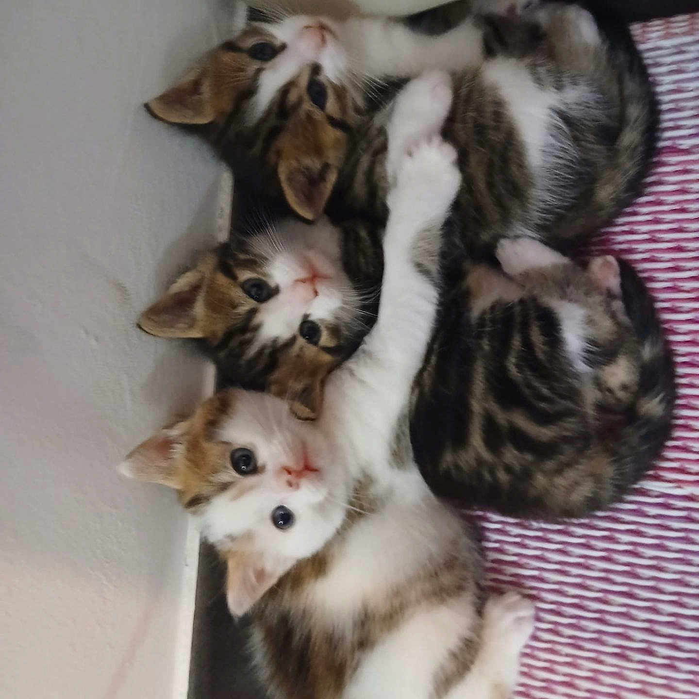 Le Trio