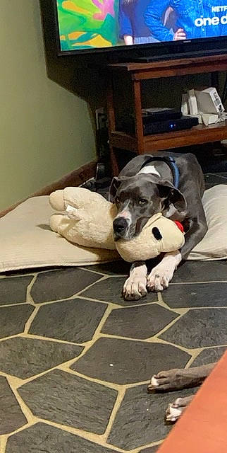 Gunner joined the competition — help win amazing prizes! ball, canidae, carnivore, comfort, companion_dog, dog, dog_breed, dog_supply, floor, flooring, fur, hardwood, linens, nap, paw, pointer, room, sporting_group, wood, working_animal