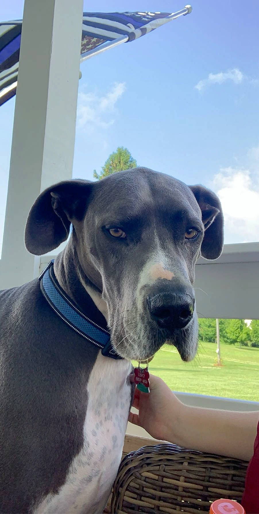 Gunner joined the competition — help win amazing prizes! canidae, carnivore, cloud, collar, companion_dog, dog, dog_breed, dog_collar, dog_supply, electric_blue, fawn, head, metal, pet_supply, plant, sky, snout, sporting_group, whiskers, working_animal