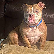 Diesel Tank joined the competition — help win amazing prizes! alert, animal, beige, blue_collar, brindle, brown, canine, companion, couch, cute, dog, domestic, furniture, household, indoor, leather, mammal, pet, portrait, sitting