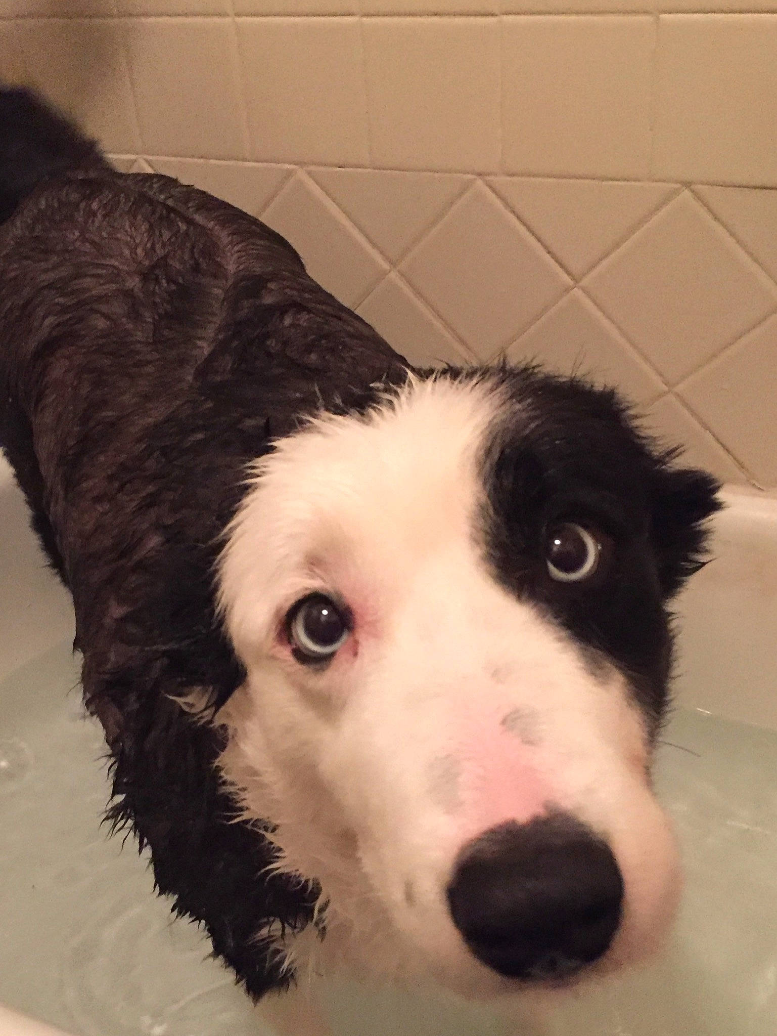 Bogie joined the competition — help win amazing prizes! border_collie, bored, canidae, carnivore, companion_dog, dog, dog_breed, fur, head, herding_dog, jaw, monochrome_photography, pet_supply, puppy, snout, sporting_group, terrestrial_animal, whiskers, working_animal, working_dog