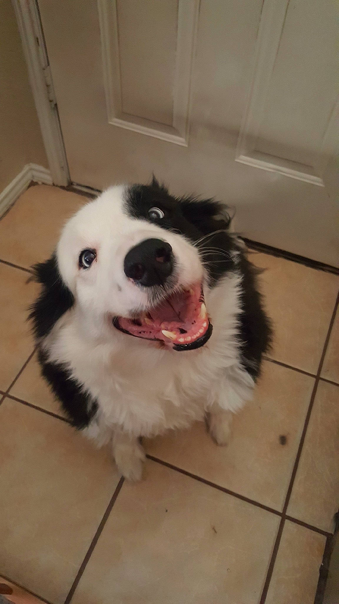 Bogie is registered to the contest to win money with this photo: ball, canidae, carnivore, companion_dog, dog, dog_breed, eye, fang, flooring, fur, herding_dog, non_sporting_group, paw, smile, snout, sporting_group, toy_dog, whiskers, working_animal, working_dog