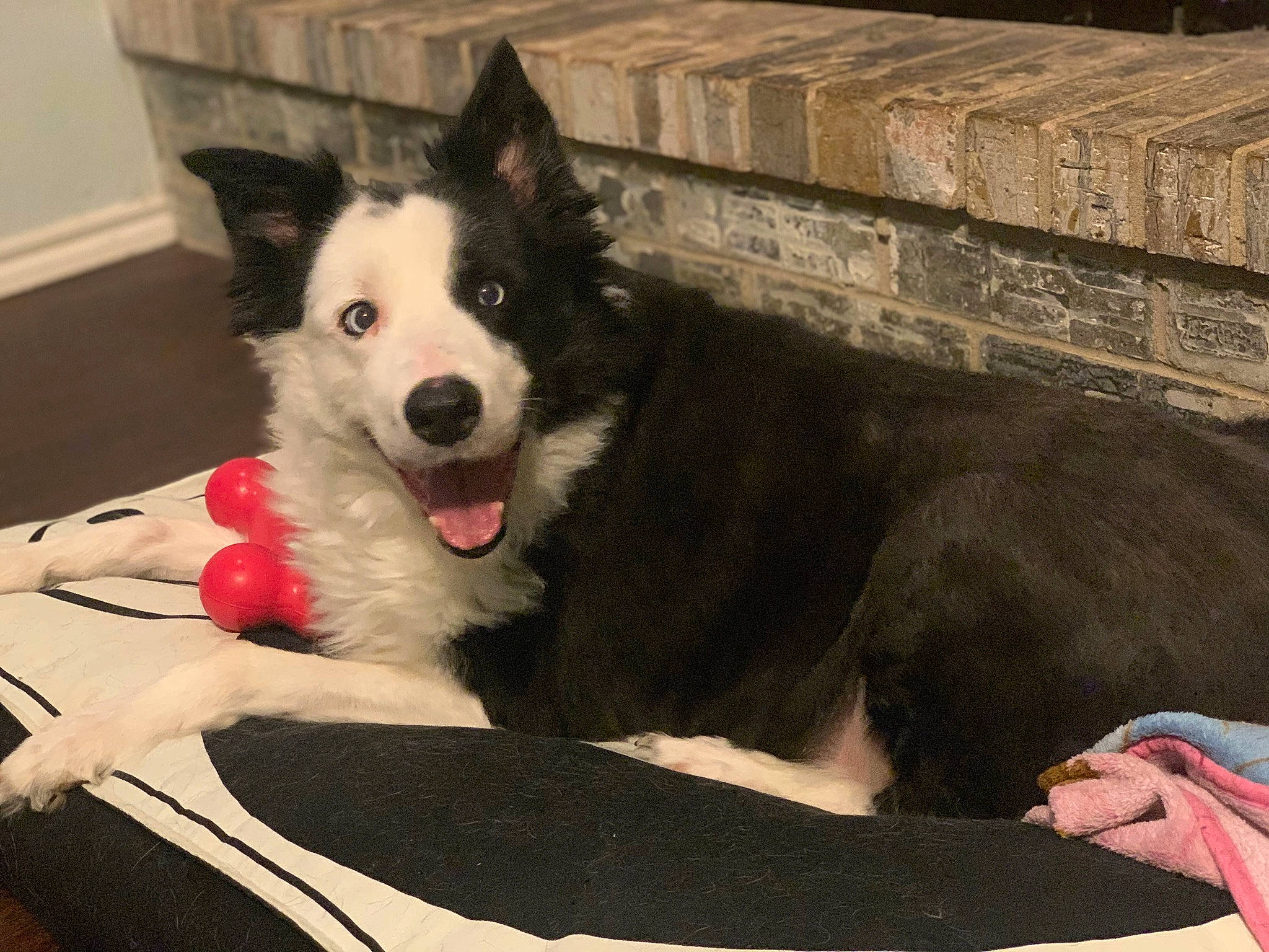 Bogie is registered to the contest to win money with this photo: australian_collie, border_collie, canidae, carnivore, comfort, companion_dog, dog, dog_breed, dog_supply, fur, herding_dog, non_sporting_group, sled_dog, snout, sporting_group, terrestrial_animal, whiskers, working_animal, working_dog