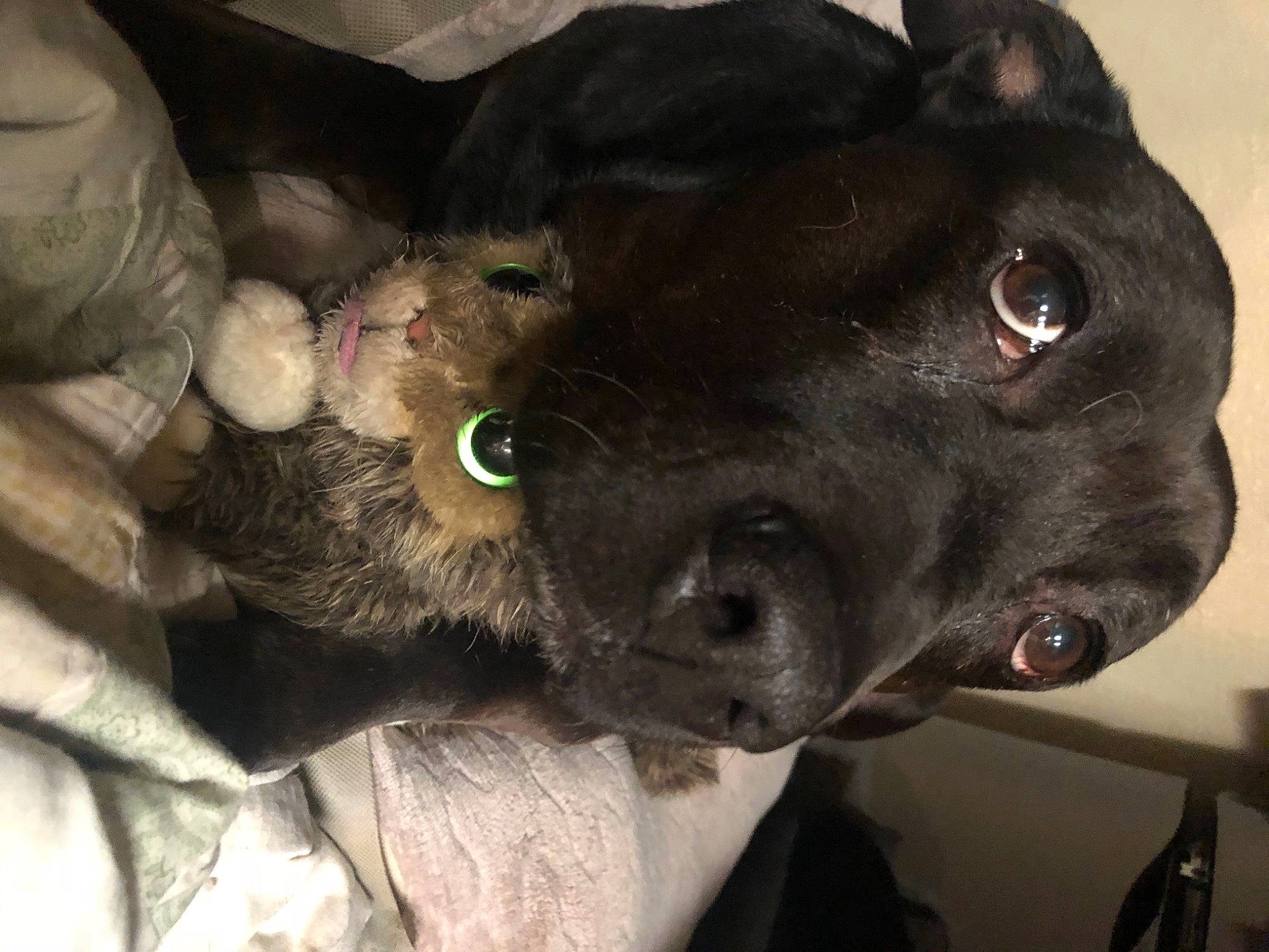 Harley is registered to the contest to win money with this photo: borador, canidae, carnivore, collar, companion_dog, dog, dog_breed, dog_collar, ear, fawn, fur, guard_dog, liver, non_sporting_group, pet_supply, puppy, selfie, snout, whiskers, working_animal