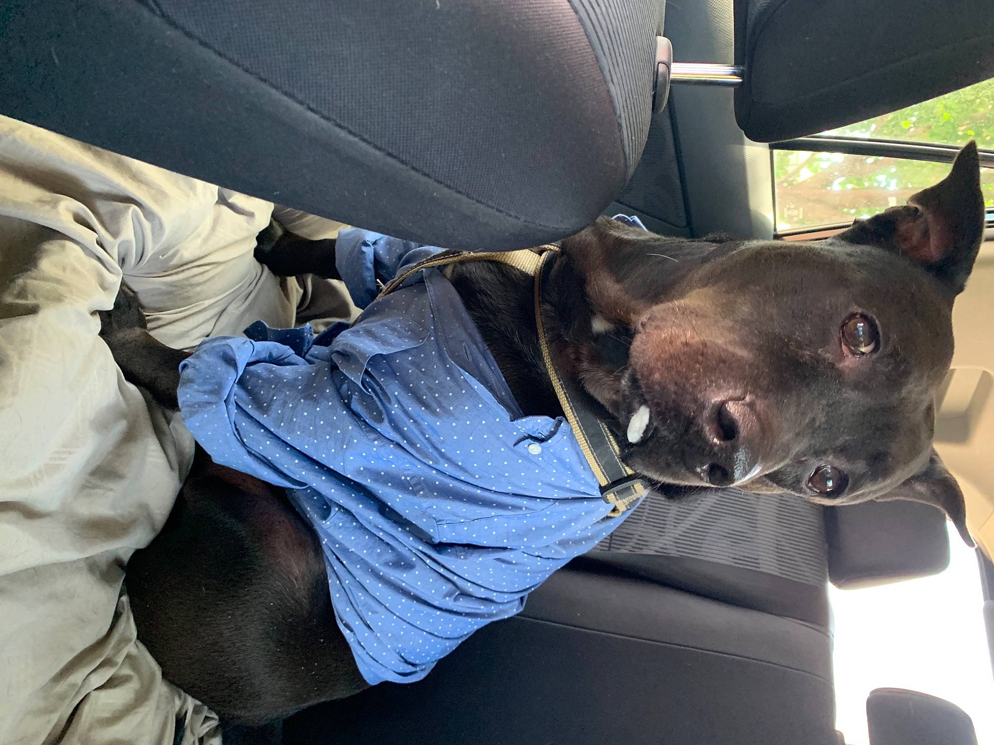 Harley joined the competition — help win amazing prizes! auto_part, automotive_exterior, car, car_seat, car_seat_cover, carnivore, collar, comfort, companion_dog, dog, dog_breed, dog_collar, fawn, motor_vehicle, snout, vehicle, vehicle_door, whiskers, window, windshield
