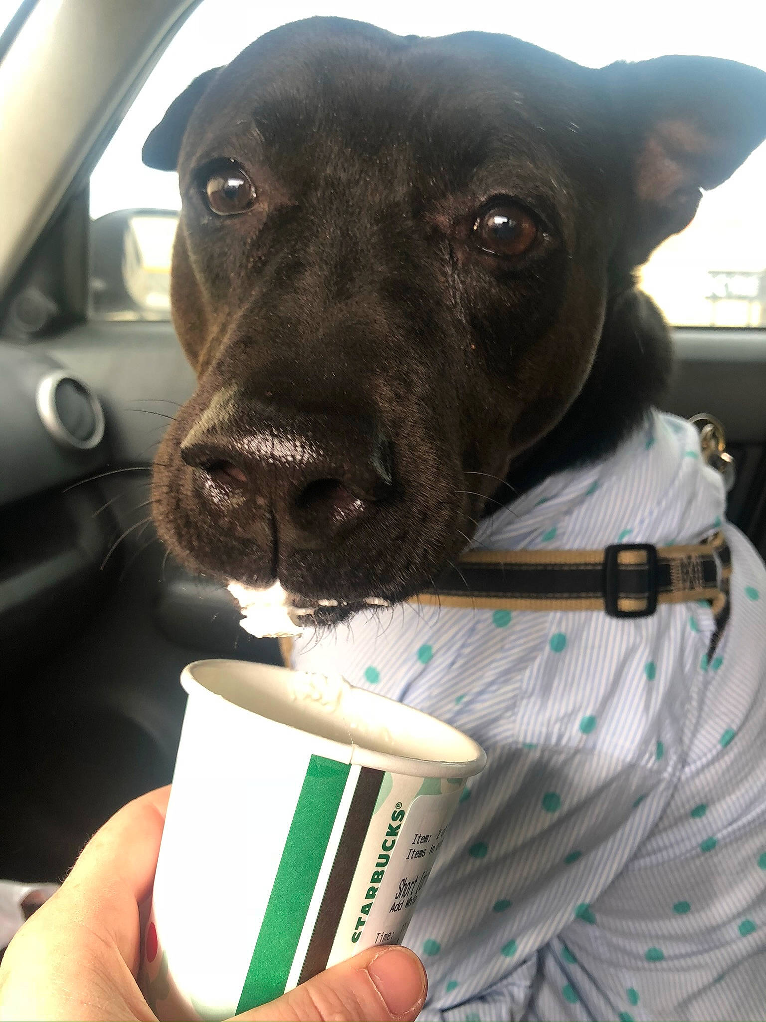 Harley is registered to the contest to win money with this photo: automotive_mirror, car, carnivore, collar, companion_dog, cup, dog, dog_breed, dog_collar, fawn, food, hand, liver, pet_supply, snout, vehicle, vehicle_door, whiskers, window, working_animal