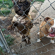 Whiskey is registered to the contest to win money with this photo: dog, french_bulldog, mud, chain_link_fence, playful, outdoor, grass, concrete, pet, animal, canine, happy, blue_eyes, front_paws, standing, fence, yard, closeup, two_dogs, smiling