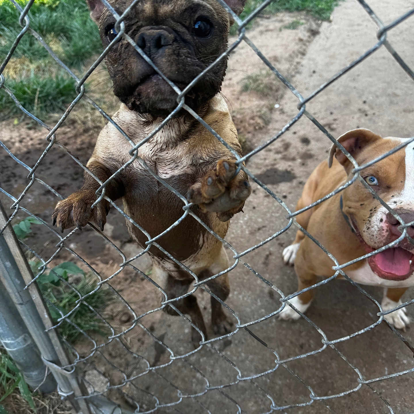 Whiskey is registered to the contest to win money with this photo: animal, blue_eyes, canine, chain_link_fence, closeup, concrete, dog, fence, french_bulldog, front_paws, grass, happy, mud, outdoor, pet, playful, smiling, standing, two_dogs, yard