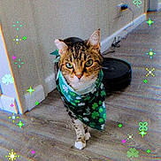 Sebastian joined the competition — help win amazing prizes! animal, bandana, cat, closeup, cute, decorative_effects, domestic_cat, feline, festive, floor, green, indoor, pet, portrait, shamrocks, sparkles, st_patricks_day, tabby_cat, walking, wooden_floor