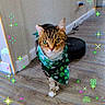 animal, bandana, cat, closeup, cute, decorative_effects, domestic_cat, feline, festive, floor, green, indoor, pet, portrait, shamrocks, sparkles, st_patricks_day, tabby_cat, walking, wooden_floor