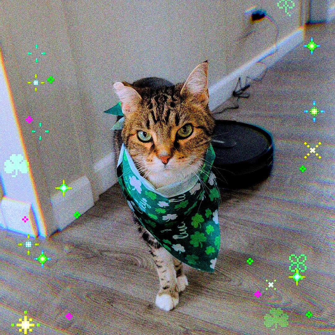 Sebastian joined the competition — help win amazing prizes! animal, bandana, cat, closeup, cute, decorative_effects, domestic_cat, feline, festive, floor, green, indoor, pet, portrait, shamrocks, sparkles, st_patricks_day, tabby_cat, walking, wooden_floor