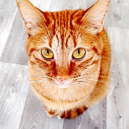 Floki participe au concours pour gagner de l'argent avec cette photo : cat, tabby, orange_cat, feline, pet, close_up, portrait, whiskers, ears, golden_eyes, fur, nose, paws, sitting, indoor, wood_floor, looking_up, cute, domestic_cat, top_down_view