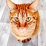 cat, tabby, orange_cat, feline, pet, close_up, portrait, whiskers, ears, golden_eyes, fur, nose, paws, sitting, indoor, wood_floor, looking_up, cute, domestic_cat, top_down_view