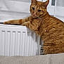 cat, ginger_cat, pet, radiator, window, curtain, indoor, fur, whiskers, eyes, paw, furniture, cushion, textile, heating, domestic_animal, cozy, sitting, looking_at_camera, portrait
