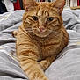 cat, orange_tabby, ginger_cat, pet, bed, blanket, whiskers, close_up, portrait, indoor, bookshelf, cozy, fur, eyes, paws, relaxed, domestic_cat, feline, lying_down, bedding