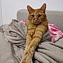 cat, orange_tabby, tabby, pet, feline, cozy_blanket, blanket, sofa, couch, indoor, paws, whiskers, fur, relaxed, stretching, portrait, close_up, home, pink_blanket, mammal