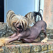 Travolta participe au concours pour gagner de l'argent avec cette photo : dog, chinese_crested, stretching, hair_tufts, brick, stone_wall, window, outdoor, pet, playful, animal, fur, tail, legs, tongue, face, ears, sunlight, nature, plant
