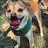 dog, canine, pet, outdoor, grass, happy, panting, harness, animal, playful, sunlight, tail, muzzle, ears, tongue, two_dogs, nature, daylight, friendship, cute