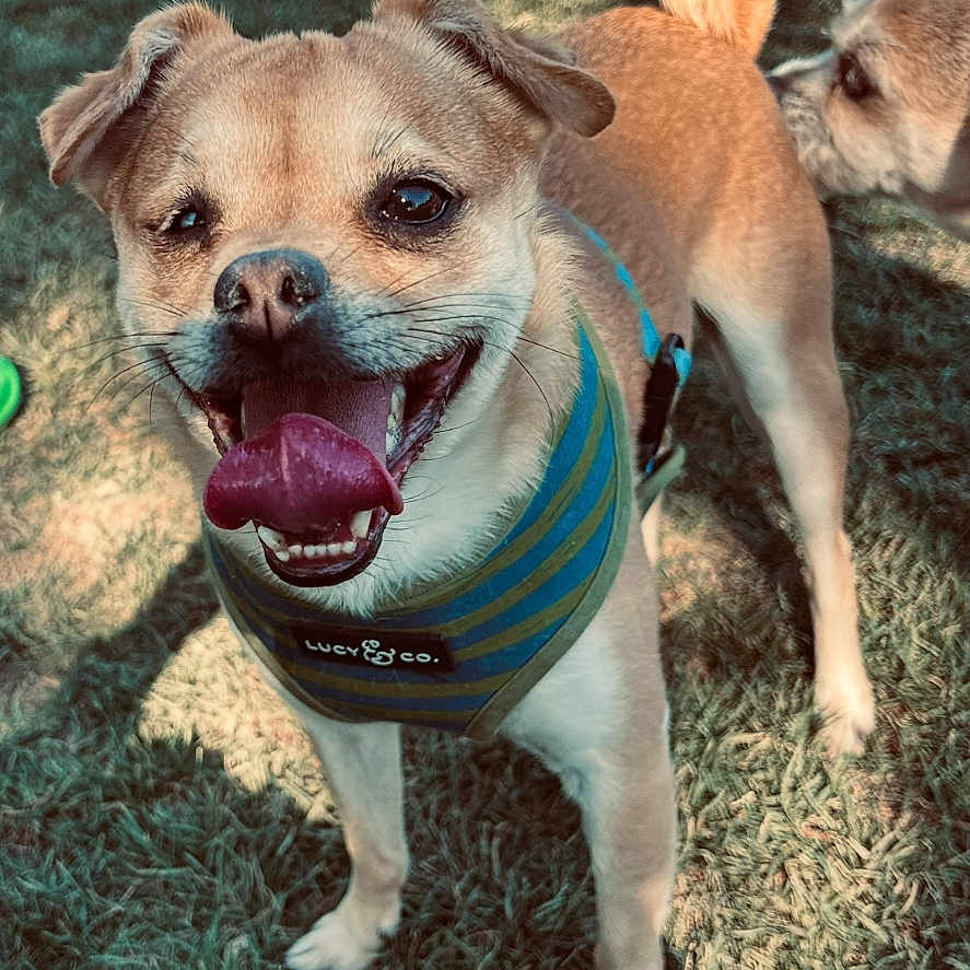 Ryder