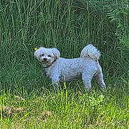 Buster Crime joined the competition — help win amazing prizes! animal, collar, curious, dog, ears, field, fluffy, grass, greenery, meadow, nature, outdoor, pet, plants, small_dog, summer, sunlight, tail, white_dog, wildflowers