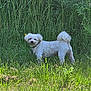 animal, collar, curious, dog, ears, field, fluffy, grass, greenery, meadow, nature, outdoor, pet, plants, small_dog, summer, sunlight, tail, white_dog, wildflowers