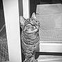 Muffin participe au concours pour gagner de l'argent avec cette photo : cat, tabby_cat, pet, animal, curious, glass_door, paw, indoor, looking_up, black_and_white, striped, whiskers, ears, fur, close_up, door_frame, reflection, floor, tile, domestic_cat