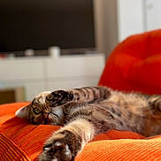 Muffin a rejoint le concours — aidez-le/la à gagner de superbes lots ! cat, tabby_cat, paw, stretching, orange_couch, indoor, furniture, pet, relaxed, sunlight, home, cozy, closeup, fur, whiskers, playful, animal, mammal, domestic_animal, resting