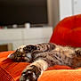 cat, tabby_cat, paw, stretching, orange_couch, indoor, furniture, pet, relaxed, sunlight, home, cozy, closeup, fur, whiskers, playful, animal, mammal, domestic_animal, resting