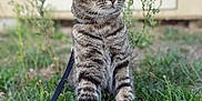 Muffin participe au concours pour gagner de l'argent avec cette photo : cat, tabby, green_eyes, leash, grass, outdoor, pet, animal, nature, curious, alert, feline, plant, weeds, young_cat, close_up, portrait, whiskers, ears, fur