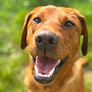 Honey joined the competition — help win amazing prizes! animal, canine, close_up, cute, dog, ears, eyes, friendly, fur, golden_brown, happy, muzzle, nature, outdoor, pet, portrait, smiling, sunlight, teeth, tongue_out