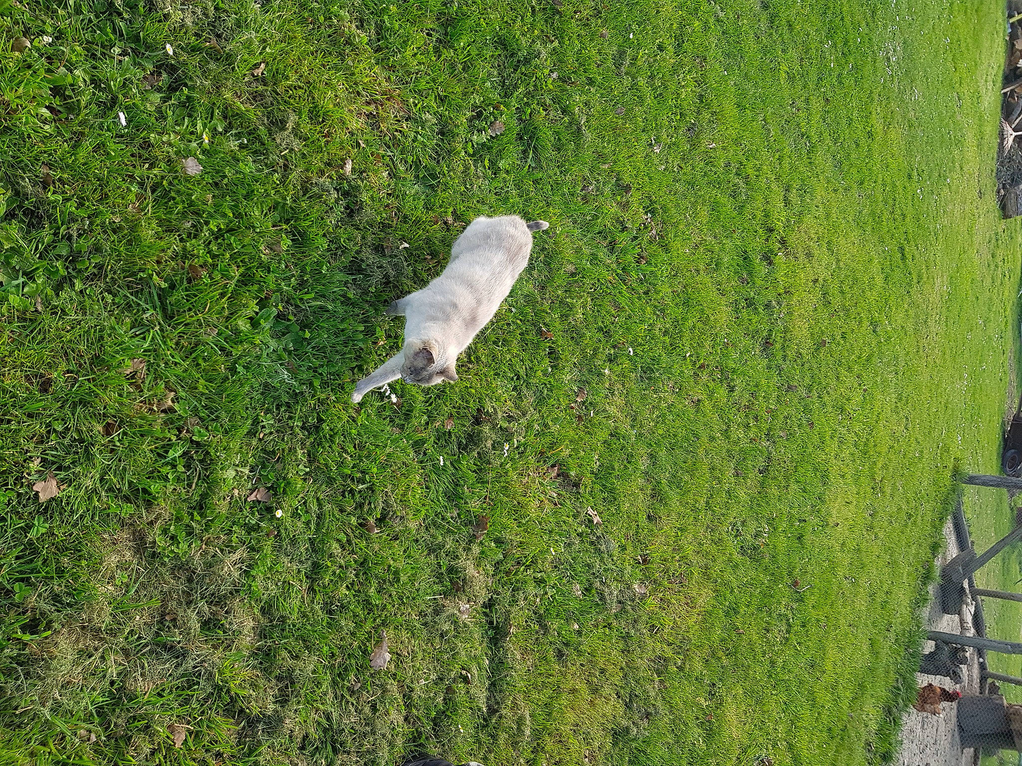 Paillettes participe au concours pour gagner de l'argent avec cette photo : feather, field, grass, grass_family, grassland, groundcover, hedge, herb, landscape, lawn, meadow, moss, pasture, plant, shadow, shrub, slope, soil, tail, vegetation