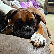 Rufus is registered to the contest to win money with this photo: dog, brown_dog, paw, couch, indoor, pet, resting, closeup, furniture, blanket, living_room, canine, relaxed, domestic_animal, snout, nail, fur, cozy, sleepy, animal
