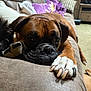 dog, brown_dog, paw, couch, indoor, pet, resting, closeup, furniture, blanket, living_room, canine, relaxed, domestic_animal, snout, nail, fur, cozy, sleepy, animal