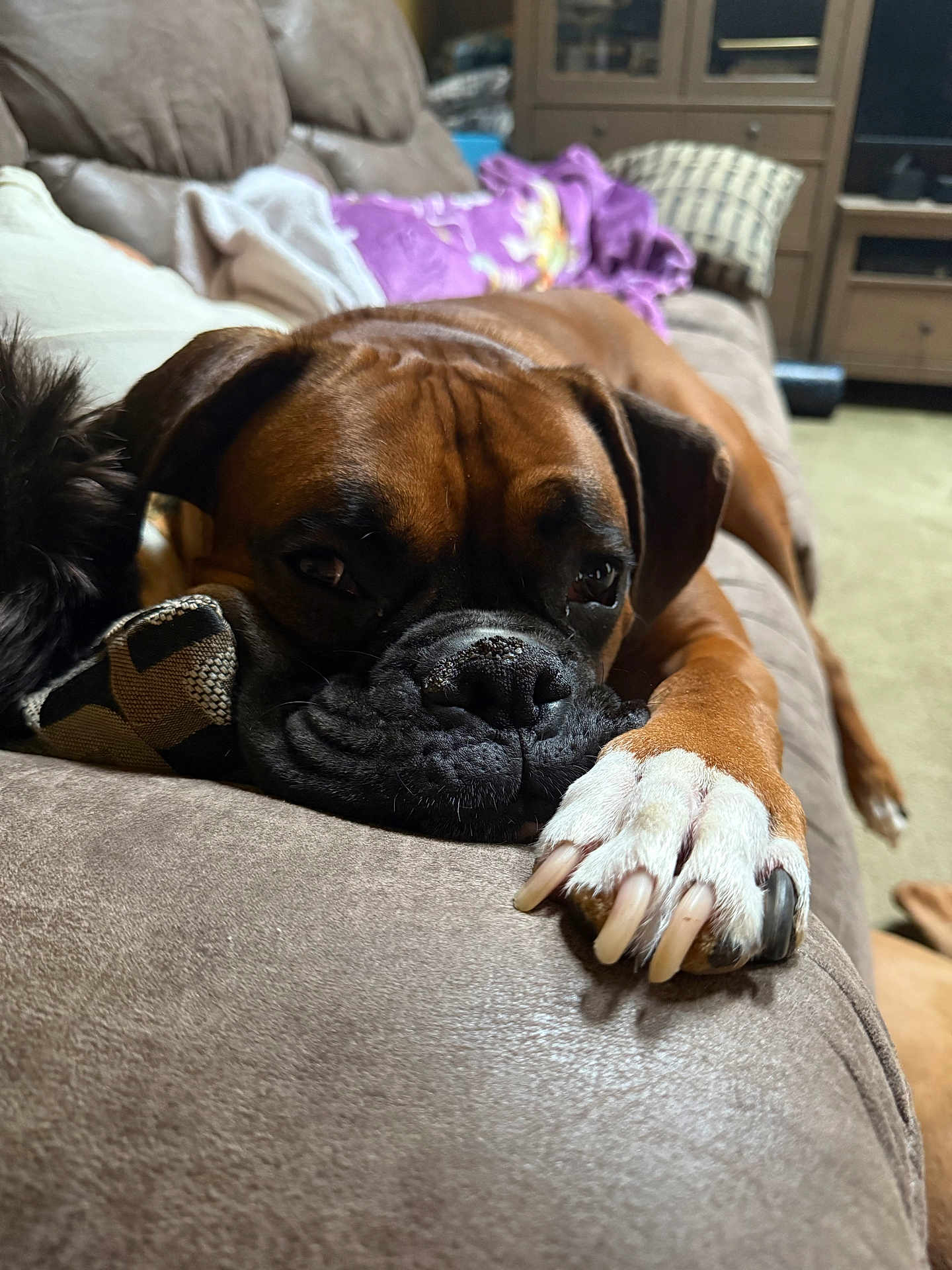 Rufus is registered to the contest to win money with this photo: dog, brown_dog, paw, couch, indoor, pet, resting, closeup, furniture, blanket, living_room, canine, relaxed, domestic_animal, snout, nail, fur, cozy, sleepy, animal