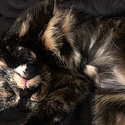 Mango is registered to the contest to win money with this photo: animal, cat, closeup, cozy, curled_up, cute, domestic_cat, feline, fluffy, fur, indoor, pet, pink_nose, portrait, relaxed, resting, sleeping, soft, tortoiseshell, whiskers