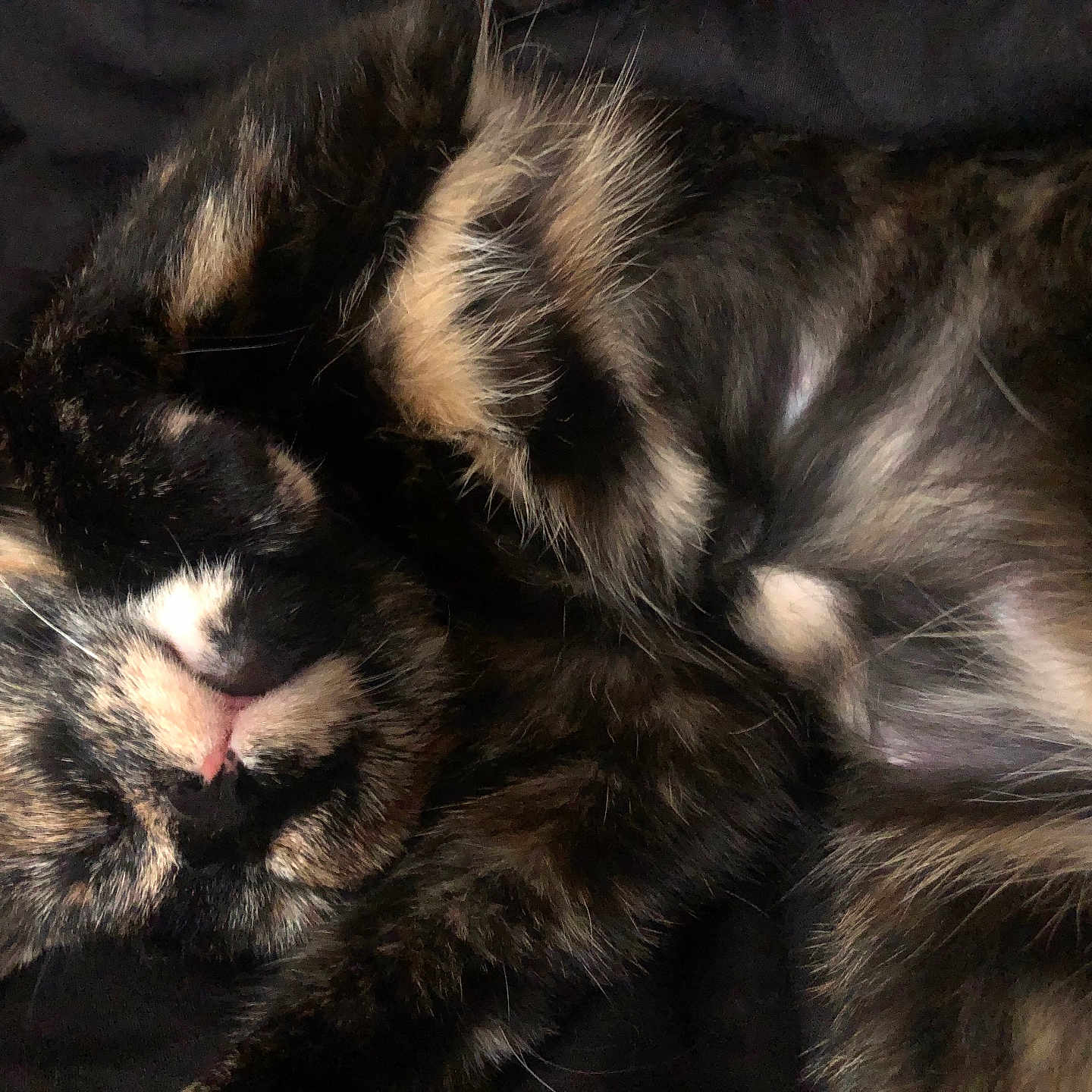Mango is registered to the contest to win money with this photo: animal, cat, closeup, cozy, curled_up, cute, domestic_cat, feline, fluffy, fur, indoor, pet, pink_nose, portrait, relaxed, resting, sleeping, soft, tortoiseshell, whiskers