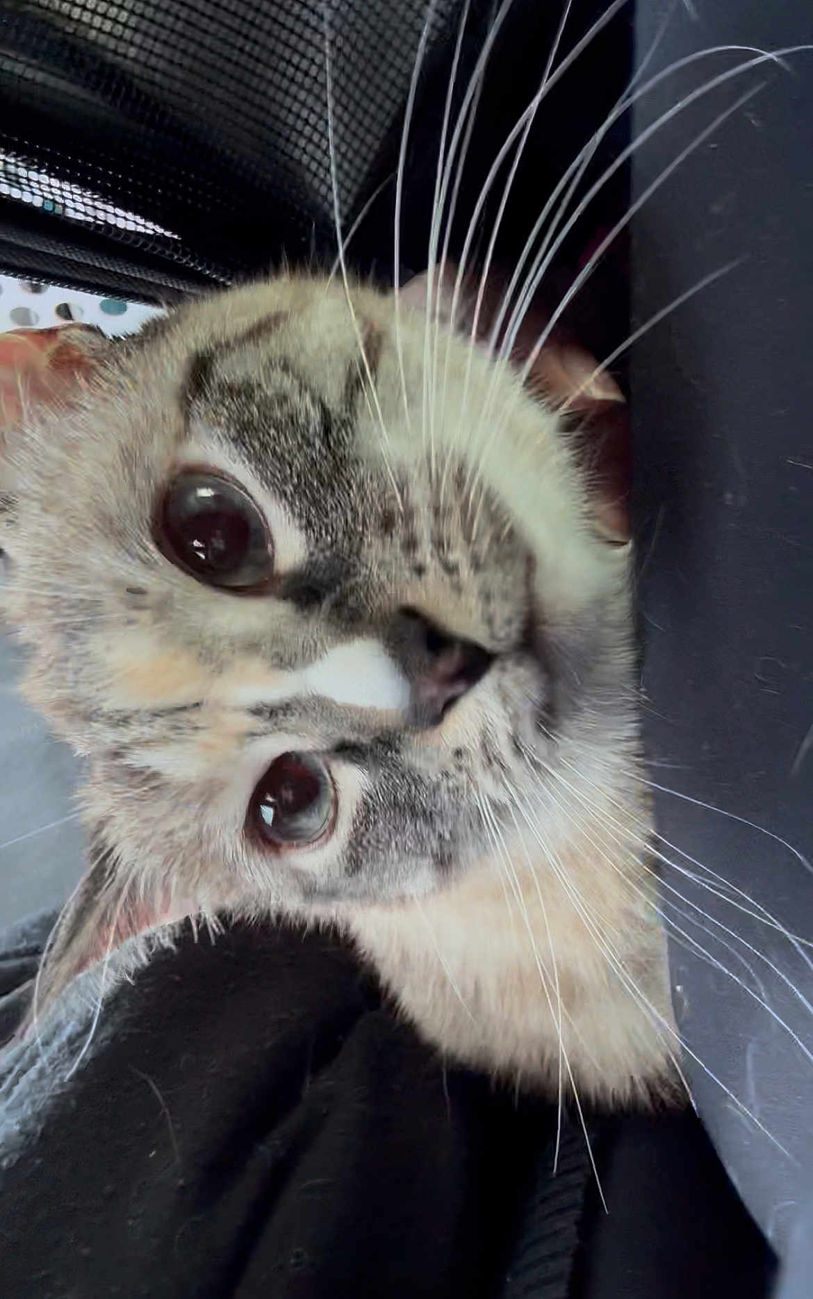 Lil Meow Meow is registered to the contest to win money with this photo: animal, black_background, cat, close_up, curious, cute, domestic, expression, eyes, face, feline, fur, head, indoor, looking, pet, portrait, soft, texture, whiskers