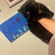 Coon joined the competition — help win amazing prizes! black_cat, cat, pet, hand, person, wall, painting, flower_painting, framed_photo, children, smile, indoor, home, animal, feline, holding, paws, fur, cute, decor