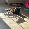 cat, black_cat, sunlight, shadow, floor, wooden_floor, indoor, cabinet, furniture, toy, pink, turquoise, pet, animal, relaxing, lying_down, shadow_play, cozy, home, domestic