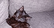Coon joined the competition — help win amazing prizes! cat, kitten, black_cat, pet, feline, animal, sleepy, couch, sofa, fabric, indoor, cozy, resting, paw, fur, cute, relaxed, domestic_animal, house_pet, close_up