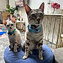 abyssinian, animal, architecture, barstool, building, candle, cat, couch, flower, flowerarrangement, furniture, indoors, kitten, livingroom, manx, ottoman, pet, plant, pottedplant, room