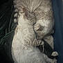 Snowy And Simba is registered to the contest to win money with this photo: abyssinian, angora, animal, bed, blanket, cat, couch, cradle, egyptiancat, furniture, kitten, manx, person, pet, siamese, sleeping