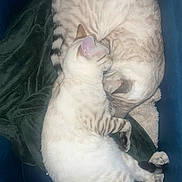 Snowy And Simba is registered to the contest to win money with this photo: abyssinian, angora, animal, blanket, cat, couch, cushion, egyptiancat, furniture, homedecor, kitten, manx, person, pet, siamese, sleeping, tiger, white