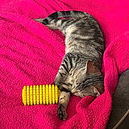 Liberty is registered to the contest to win money with this photo: blanket, cat, comfort, couch, cozy, cute, domestic_animal, fur, indoor, napping, paw, pet, pink, relaxed, resting, sleeping, striped, tabby, toy, yellow