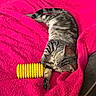 blanket, cat, comfort, couch, cozy, cute, domestic_animal, fur, indoor, napping, paw, pet, pink, relaxed, resting, sleeping, striped, tabby, toy, yellow